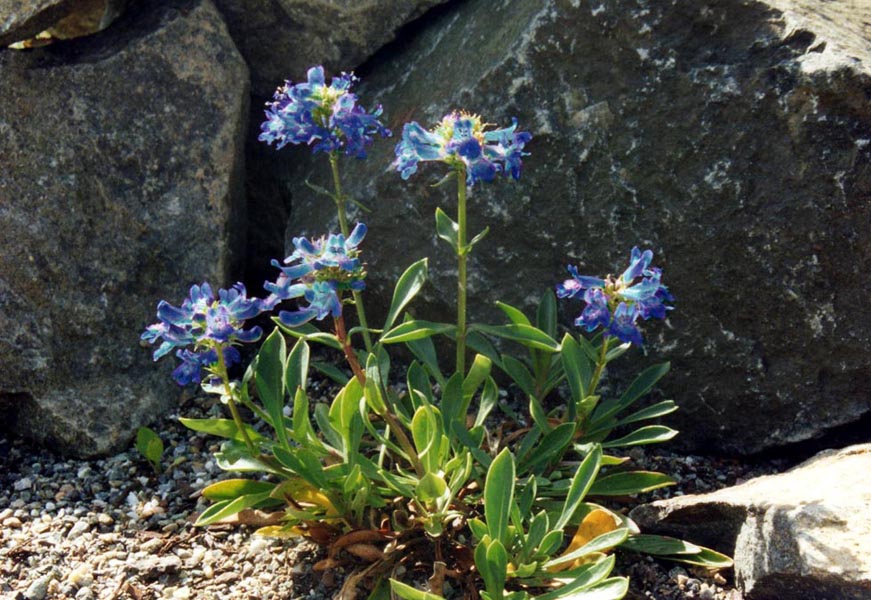 Penstemon sp en fleurs dans un éboulis rocheux en Amérique du Nord